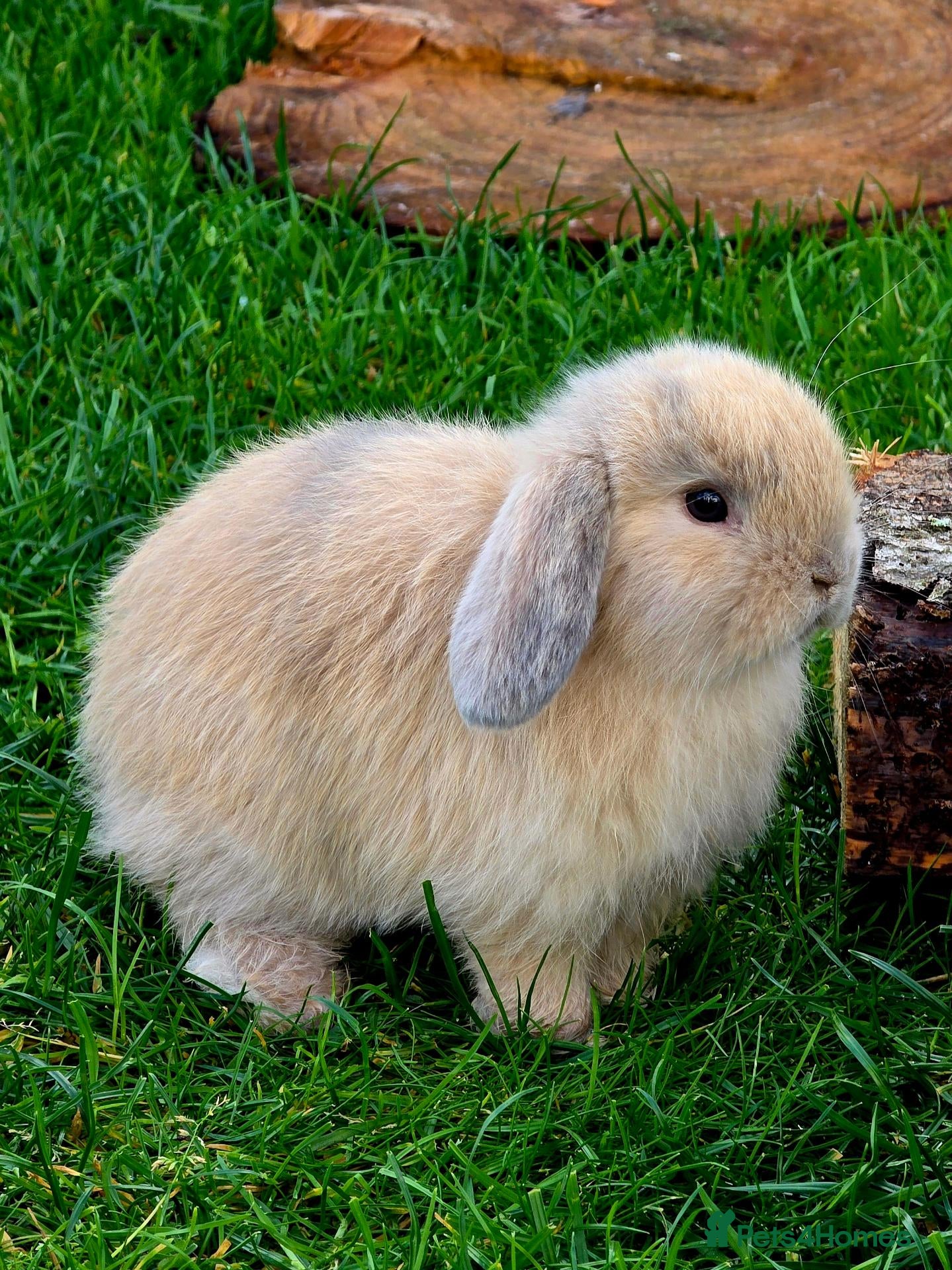 Mini Lop rabbits Mini lop bunnies - Advert 2