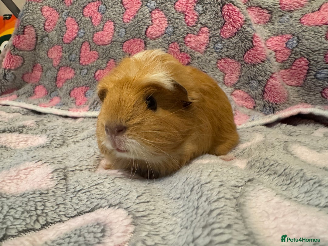 Guinea Pig rodents for sale: Beautiful Guinea pig babies  - Advert 9