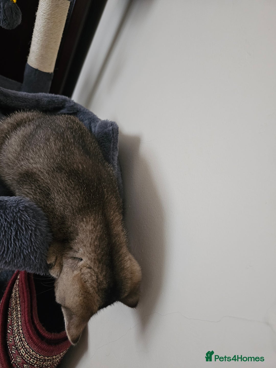 British Shorthair cats for sale: Browney - Advert 5