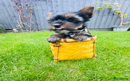 Yorkshire Terrier dogs for sale: Tiny Yorkshire Terrier ( 1 boy and 2girls 🐶🐶) - Image 8