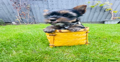 Yorkshire Terrier dogs - Advert 1