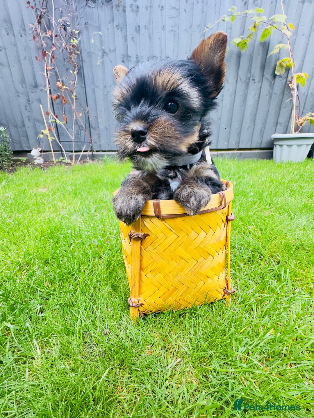 Yorkshire Terrier dogs for sale: Tiny Yorkshire Terrier ( 1 boy and 2girls 🐶🐶) - Image 8