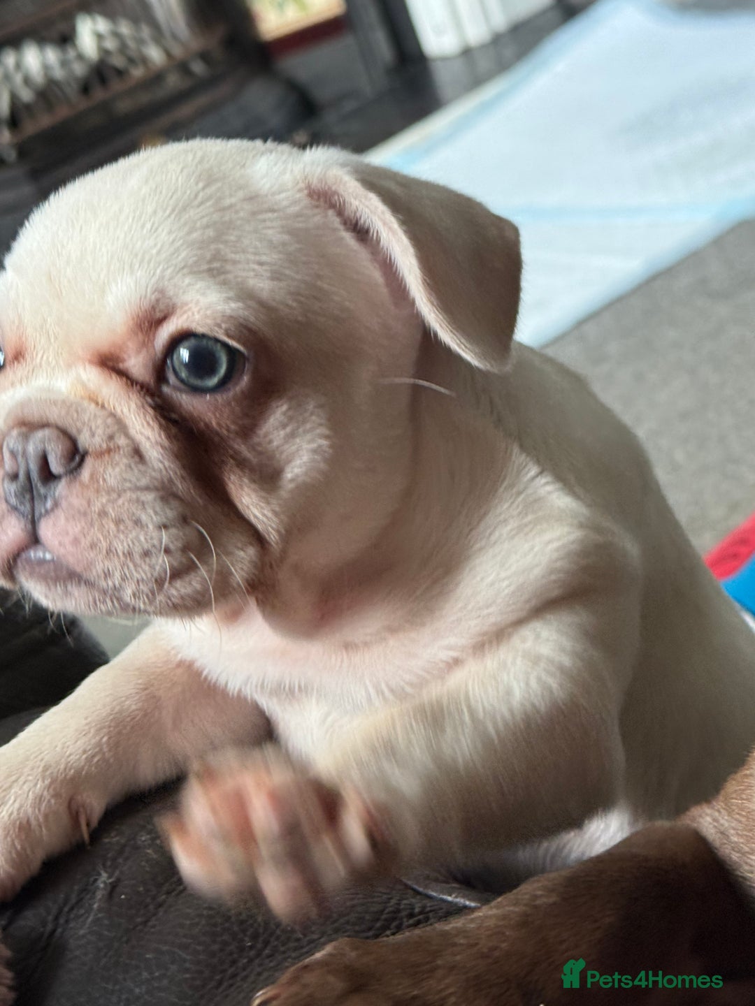French Bulldog dogs for sale: French bulldog pups ❤️ - Image 25