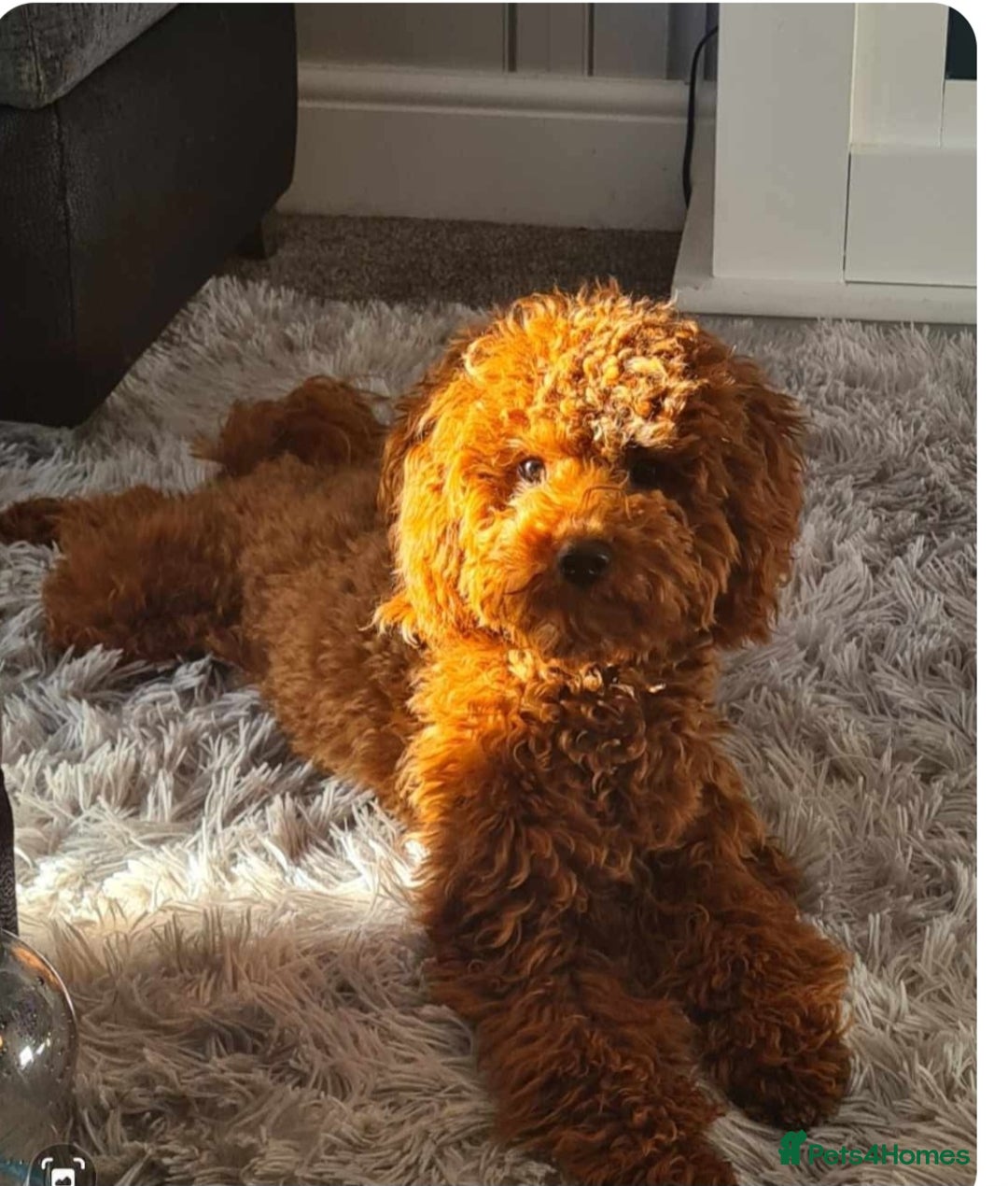 Cavapoo dogs for sale: Adorable cavapoo puppies - Image 5