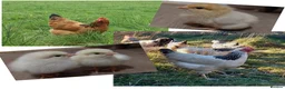 Chickens poultry for sale: chicks and chickens pure breeds - hatching eggs - Advert 5