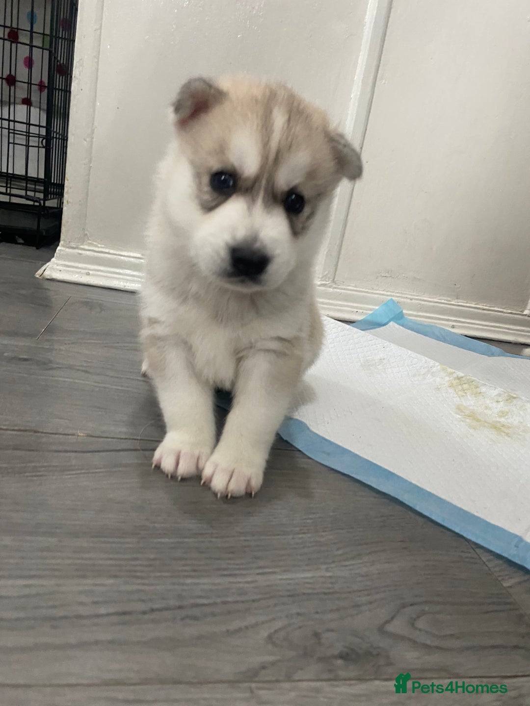 Siberian Husky dogs for sale: Full breed husky puppies - Image 6