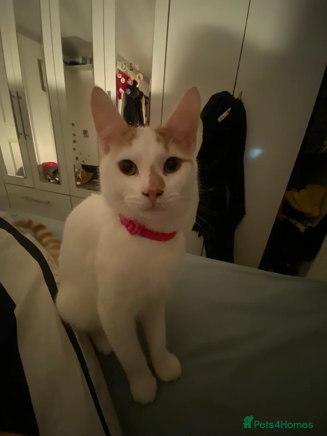 Turkish Van cats for sale: Simba Turkish Van Cat  in Birmingham - Advert 2