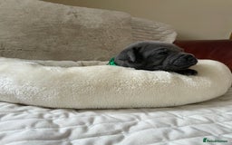 Staffordshire Bull Terrier dogs for sale: Exceptional Champion Pedigree, beautiful blues!! - Image 26