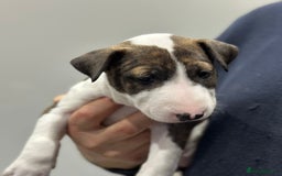 English Bull Terrier dogs for sale: Puppies Available  - Image 22