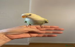 Lovebirds birds for sale: Beautiful hand reared baby lovebird  - Image 8