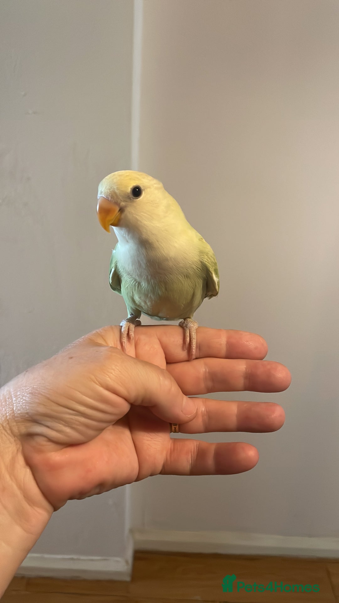 Lovebirds birds for sale: Beautiful hand reared baby lovebird  - Image 8