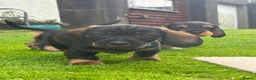 Dachshund dogs for sale: Wire haired dachshunds in Isle of Arran - Advert 4