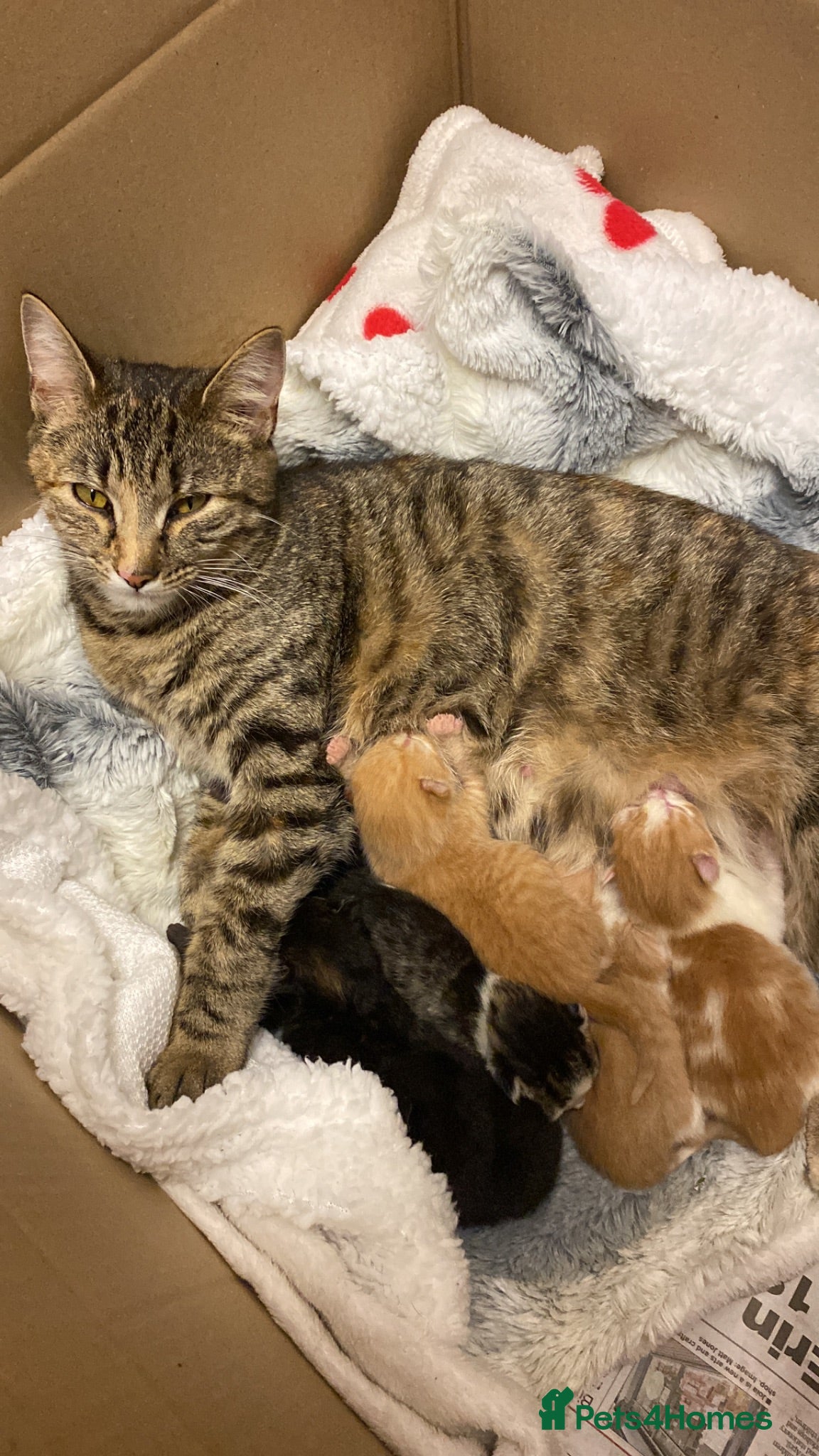 Mixed Breed cats Ready for New Adventures 🏠  - Advert 1