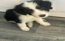 Mixed Breed dogs for sale: Cockerpoo x bordercollie puppies - Image 8