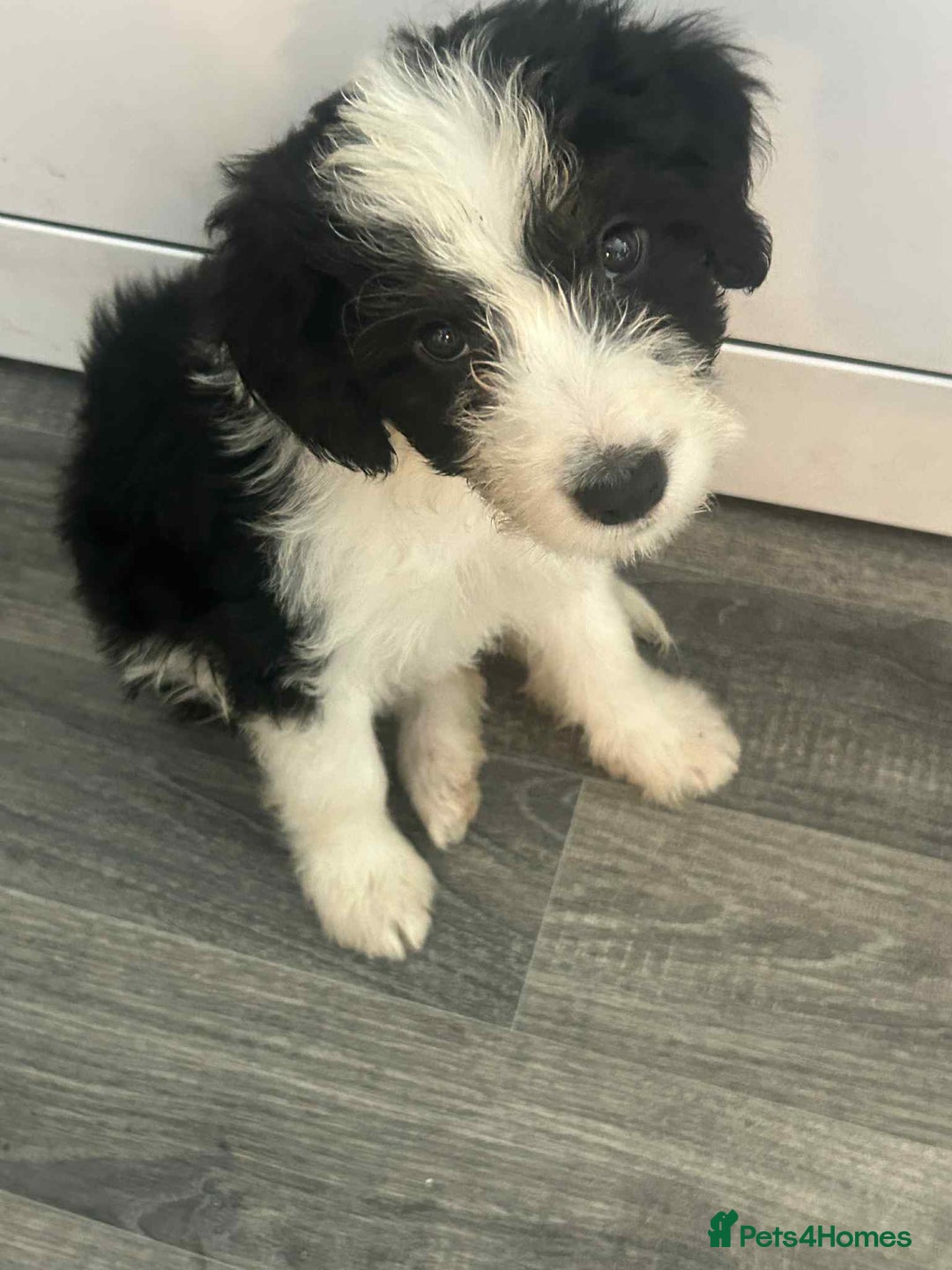 Mixed Breed dogs for sale: Cockerpoo x bordercollie puppies - Image 8