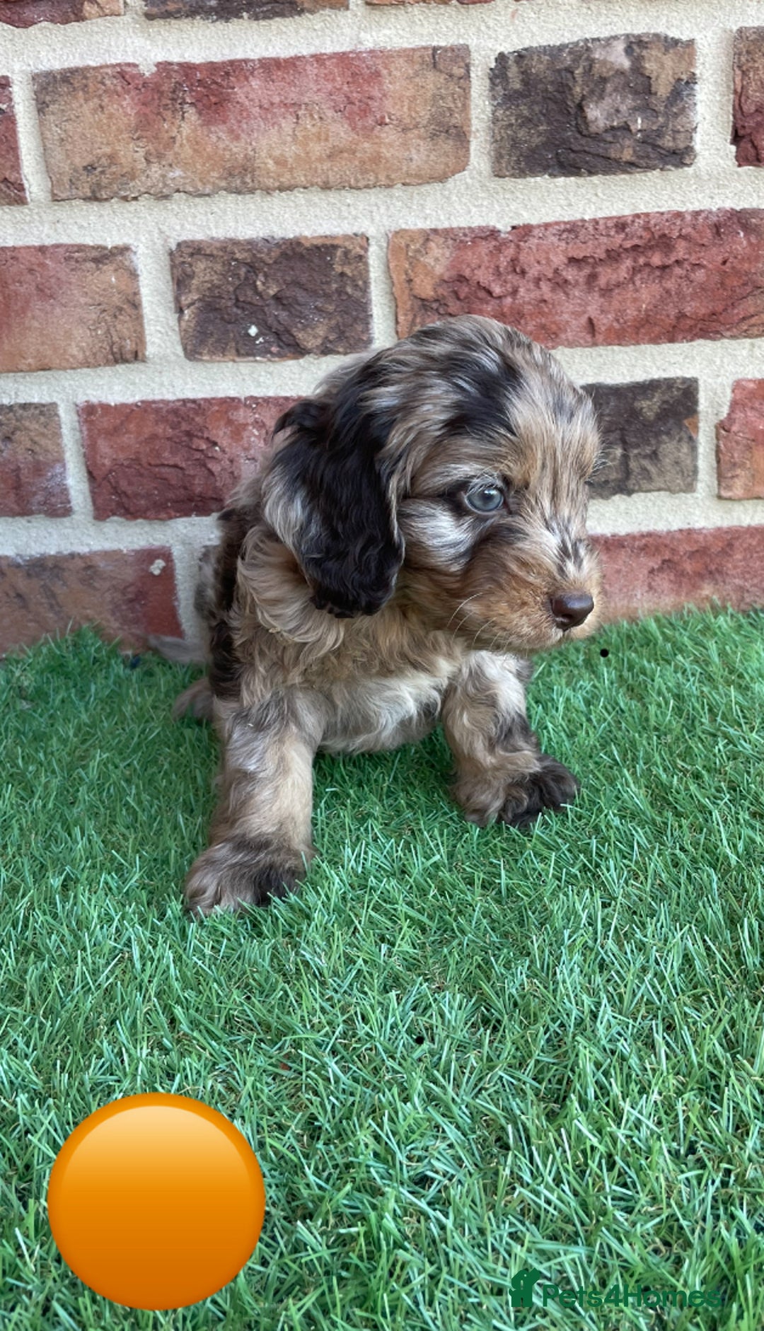 Cockapoo dogs for sale: Ready now. Cockapoos - Image 4