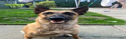 Mixed Breed dogs for sale: Belgian Malinois x Dutch Herder in Leyland - Advert 5