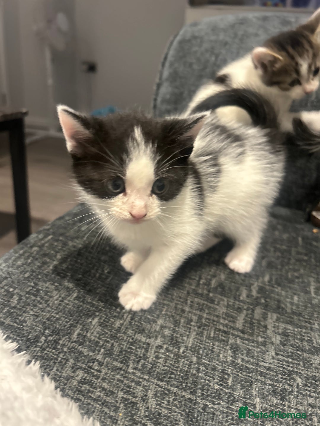 American Shorthair cats for sale: Kittens for sale  - Image 7