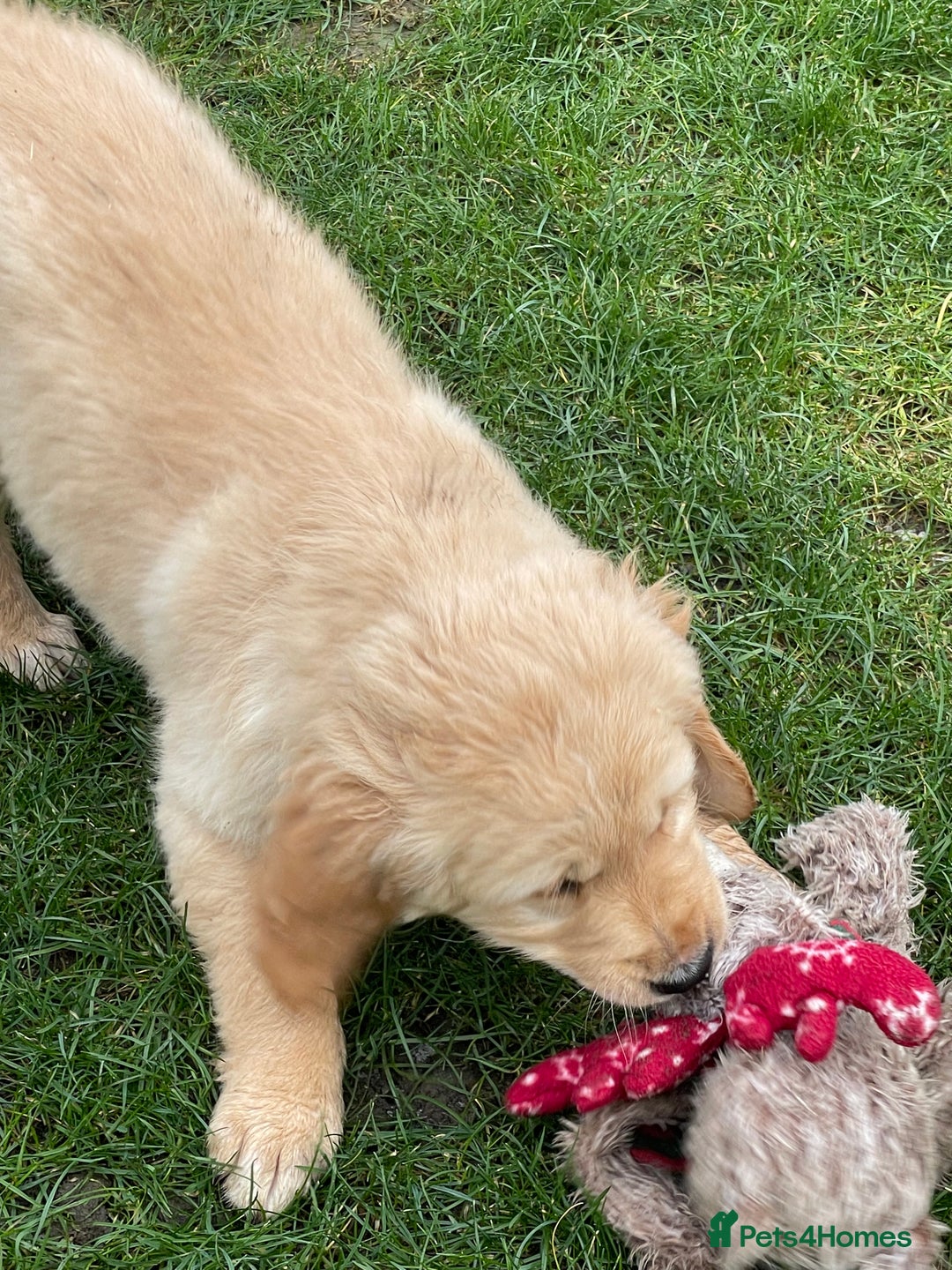 Golden Retriever dogs for sale: Stunning golden retriever puppies  - Advert 3