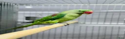 Parrots birds for sale: Female Alexenderian parrot - Advert 1