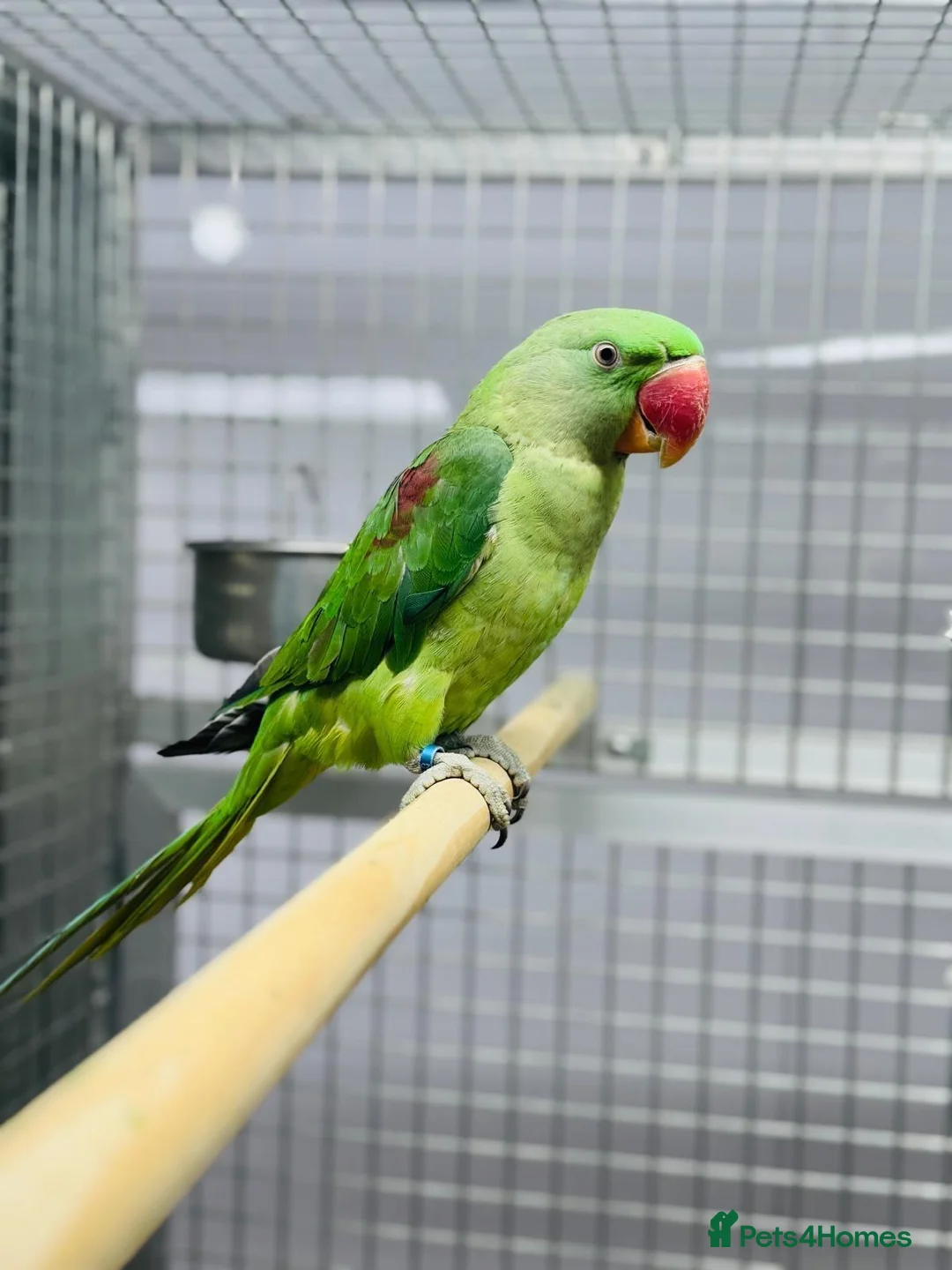 Parrots birds for sale: Female Alexenderian parrot - Advert 1