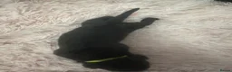 Cane Corso dogs for sale: Cane corso puppies - Advert 18