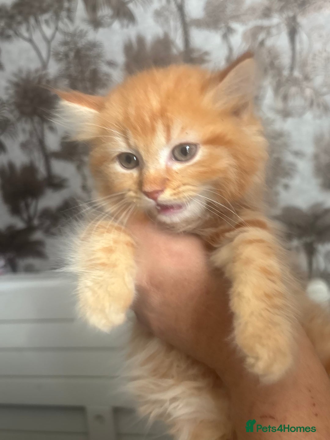 Ragdoll cats for sale: Gorgeous Kittens Available  - Image 3