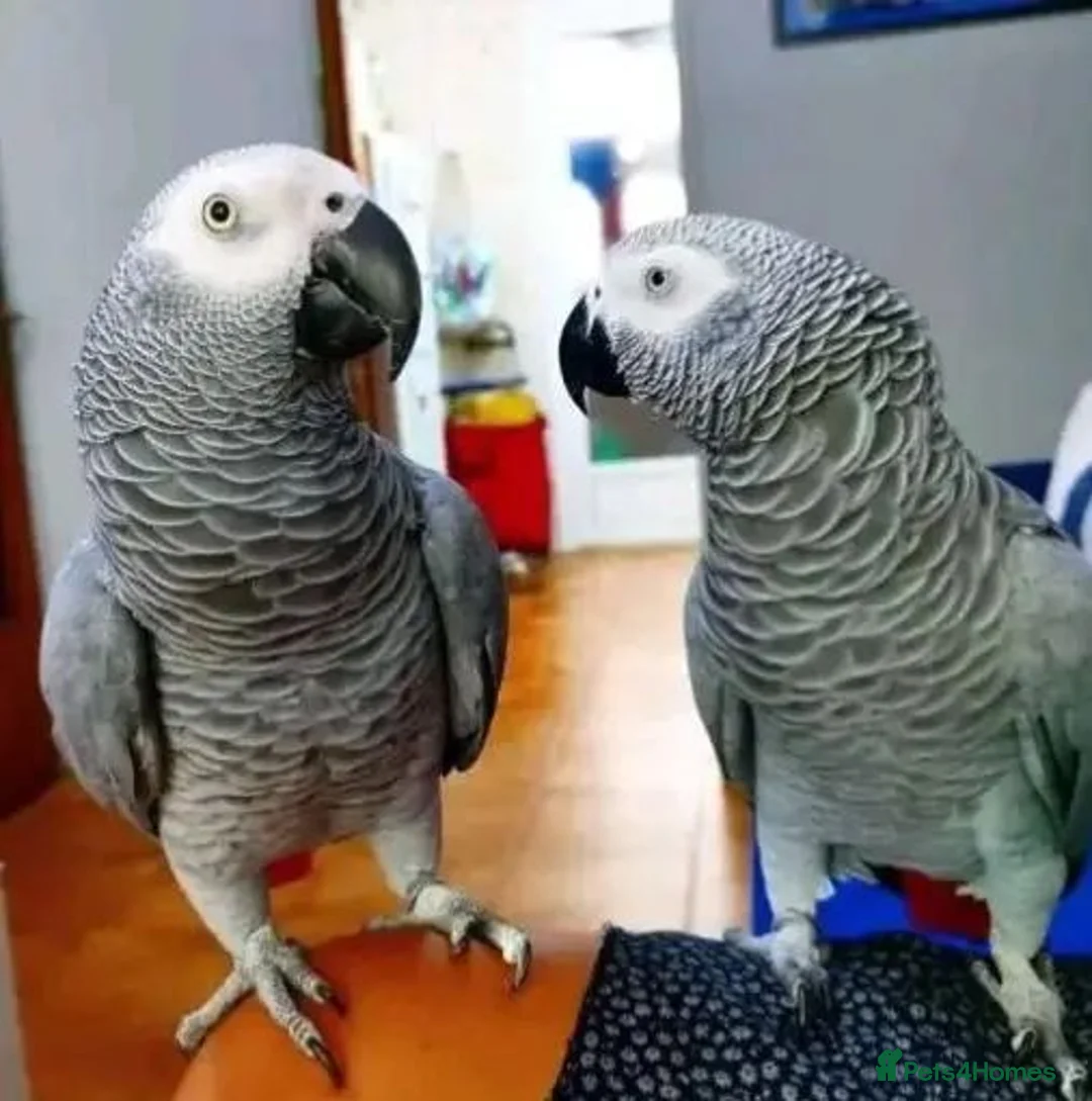Parrots birds for sale: Outstanding high vocabularies African Grey Parrots in Coventry - Advert 1