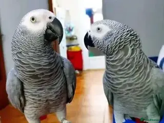 Parrots birds Outstanding high vocabularies African Grey Parrots - Advert 1