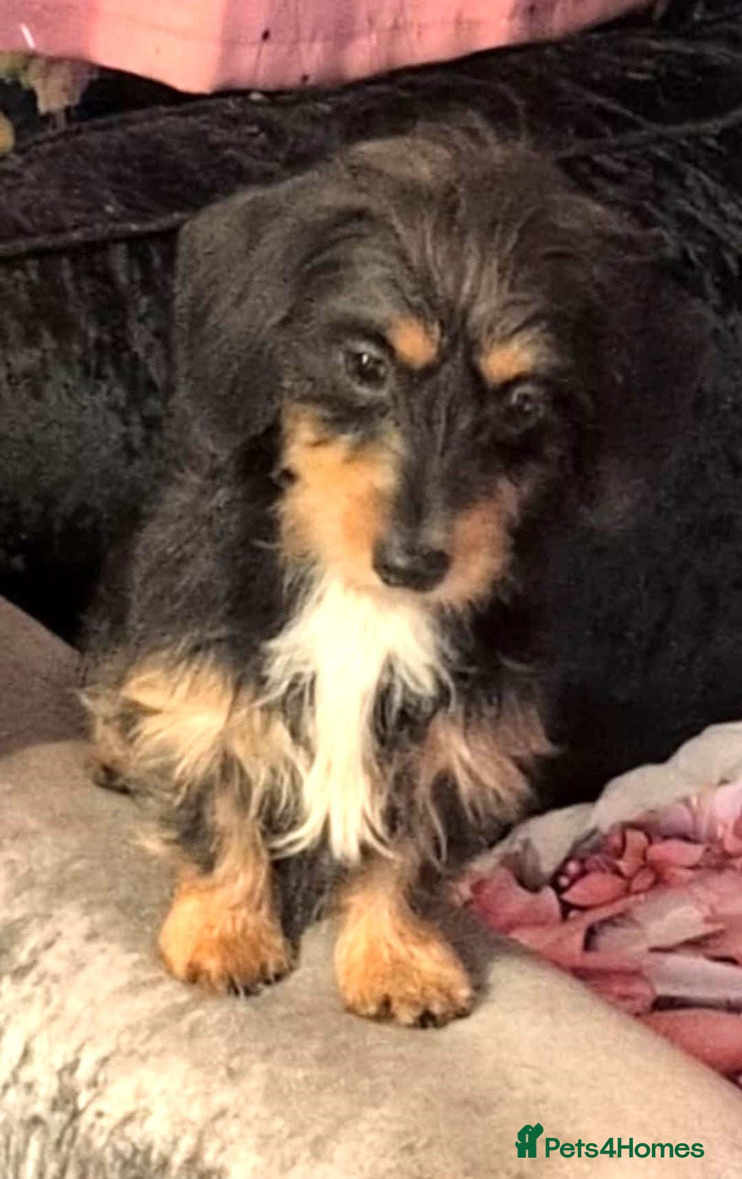 Miniature Dachshund dogs for adoption: Mabel & Marvin 1yr old mini Dachshunds - Advert 2