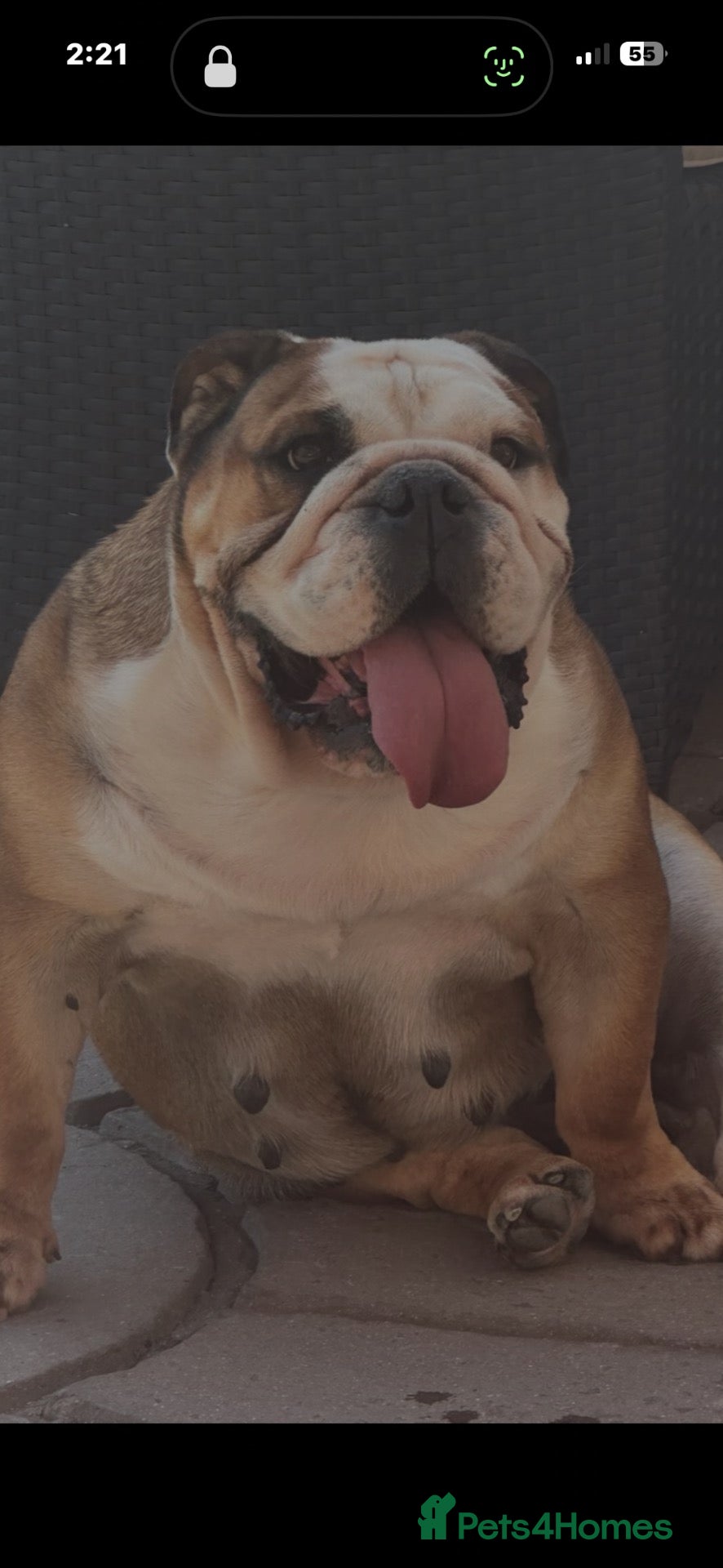 English Bulldog dogs Champion Jackarhys unwritten  - Advert 6