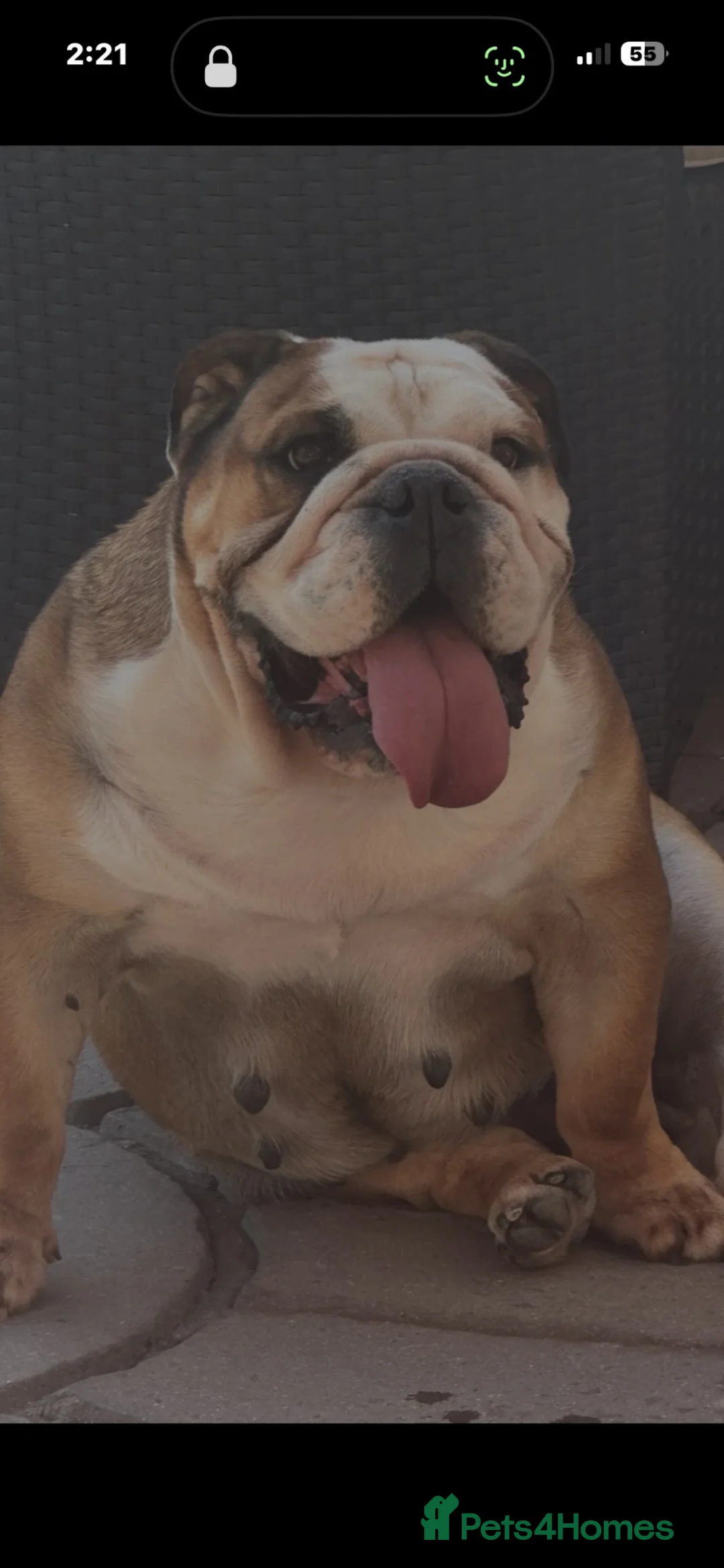 English Bulldog dogs for sale: Champion Jackarhys unwritten  - Advert 1