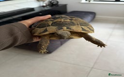 Tortoise reptiles for sale: Female hermann tortoise age 5 - Image 1