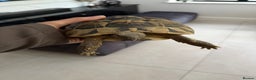 Tortoise reptiles for sale: Female hermann tortoise age 5 - Advert 1