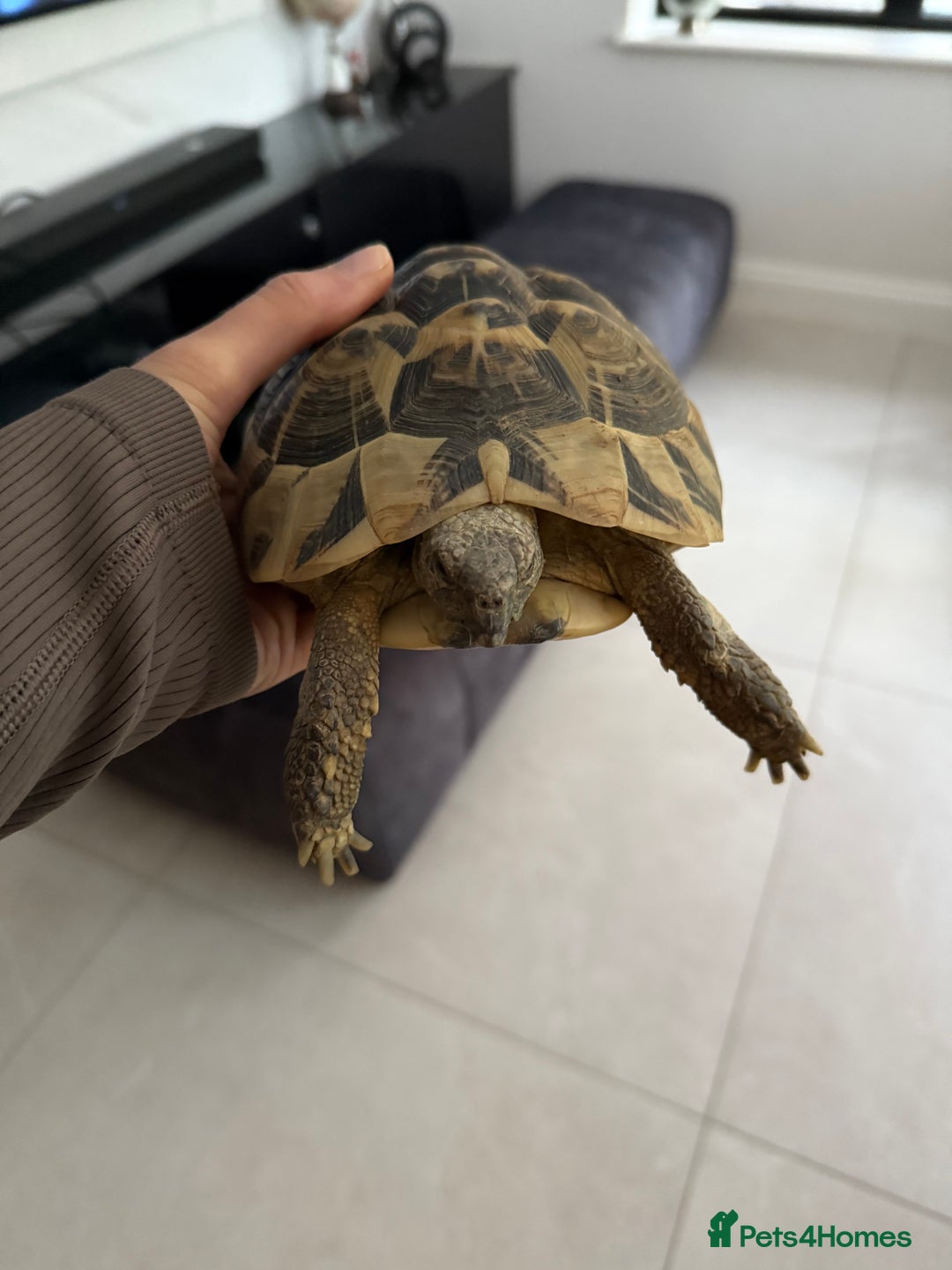 Tortoise reptiles for sale: Female hermann tortoise age 5 - Image 1