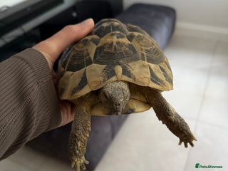 Tortoise reptiles for sale - Advert 1