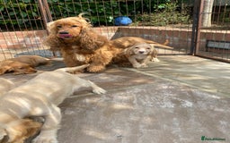 Cocker Spaniel dogs for sale: Gorgeous Adorable Golden Type Cocker  Spaniel  - Image 6
