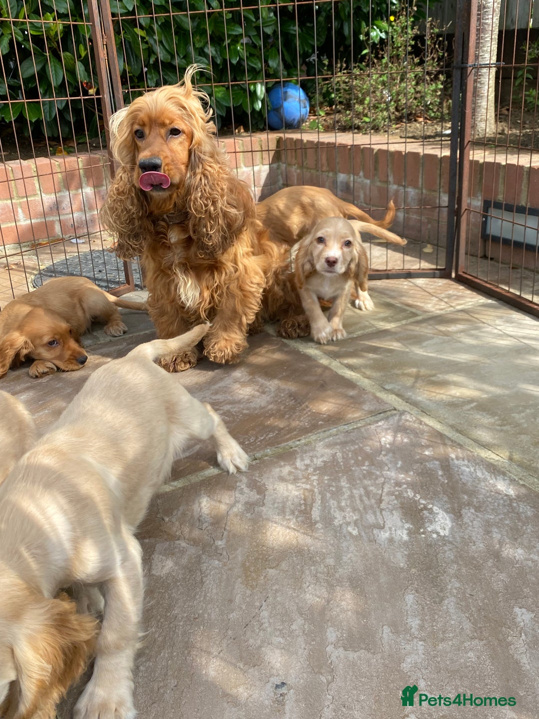 Cocker Spaniel dogs for sale: Gorgeous Adorable Golden Type Cocker  Spaniel  - Image 6