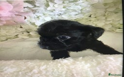 Jackapoo dogs for sale: ***READY NOW*** Gorgeous Jackapoo puppies - Image 12