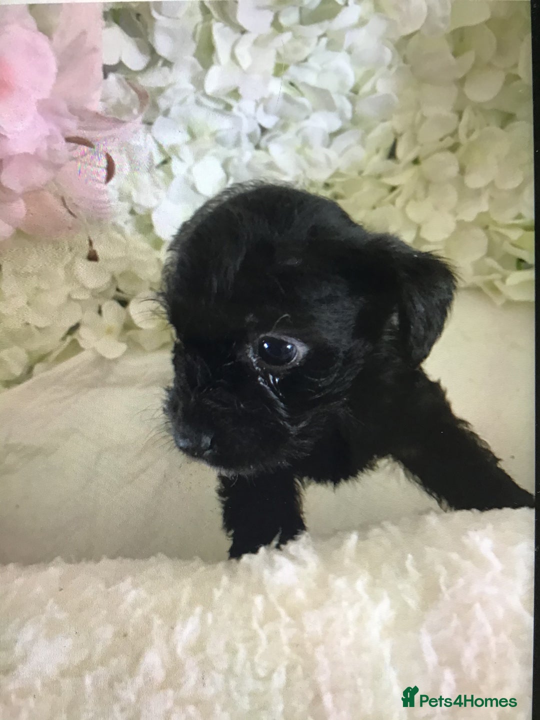 Jackapoo dogs for sale: ***READY NOW*** Gorgeous Jackapoo puppies - Image 12