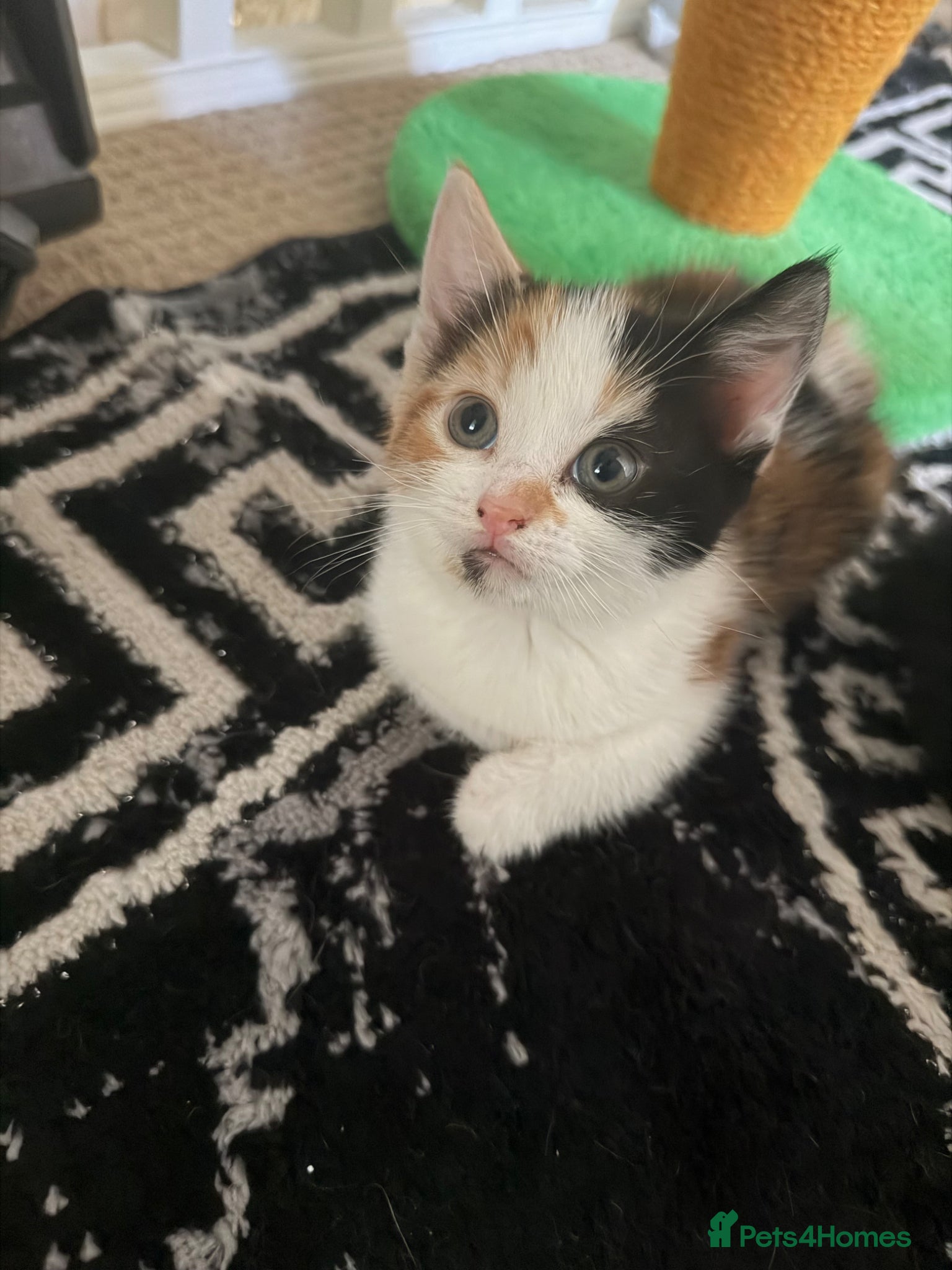 Mixed Breed cats Looking for forever home - Advert 14