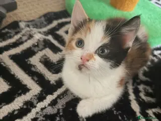 Mixed Breed cats Looking for forever home - Advert 6