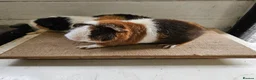 Guinea Pig rodents for sale: Teddy boars & sows  in Wotton-under-Edge - Advert 12