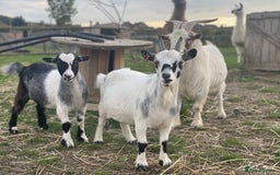 Goats livestock for sale: Small goat herd - Image 3