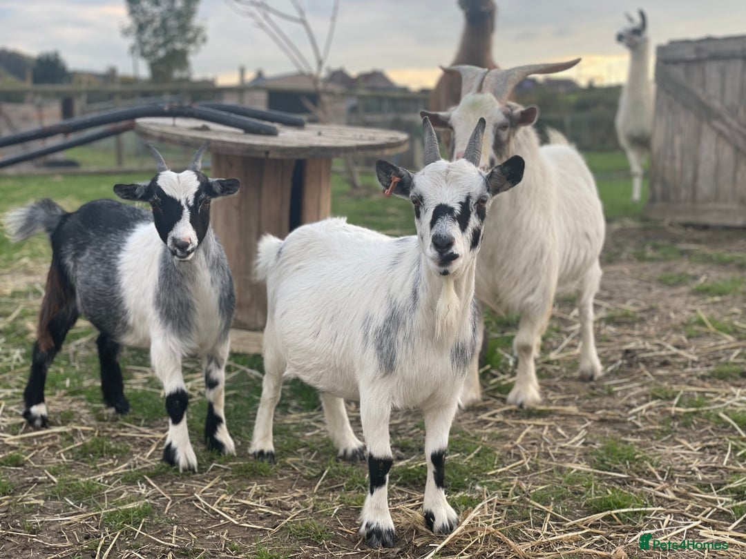 Goats livestock for sale: Small goat herd - Image 3