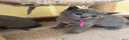 Russian Blue cats for sale: TICA REGISTERED Pure Breed Russian Blue Kittens - Advert 4