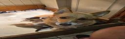 Welsh Corgi Pembroke dogs for sale: Corgi puppies looking for their forever home in Betws-y-Coed - Advert 2