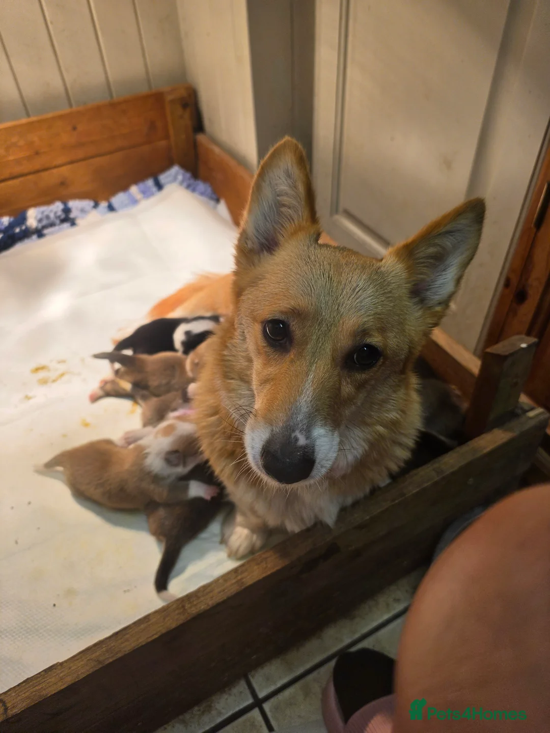 Welsh Corgi Pembroke dogs for sale: Corgi puppies looking for their forever home in Betws-y-Coed - Advert 2