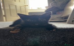 Domestic Shorthair cats for sale: Domestic Shorthair Tortoiseshell - Image 3