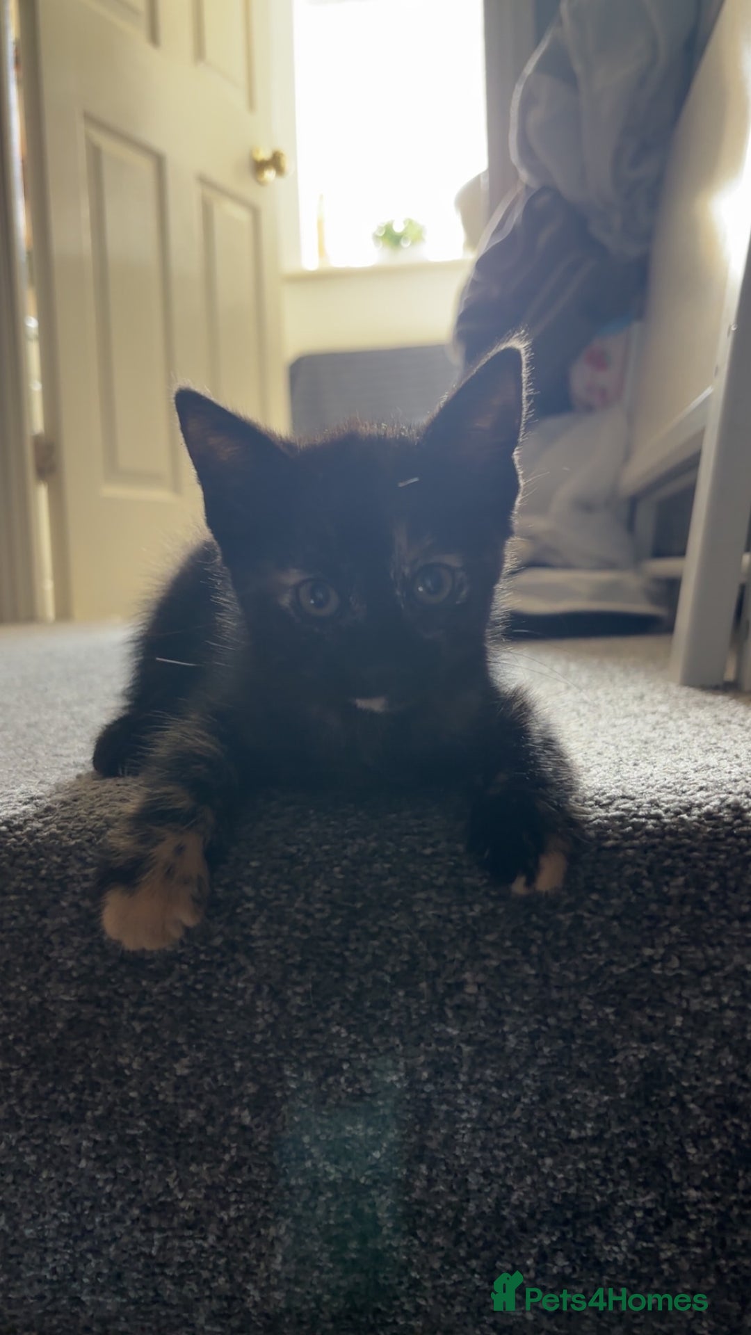 Domestic Shorthair cats for sale: Domestic Shorthair Tortoiseshell - Image 3